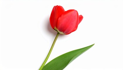 Tulip&aacute;n rojo inclinado hacia un lado con hoja curva y p&eacute;talos lisos ligeramente abiertos