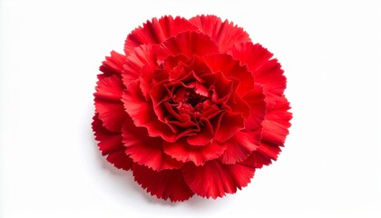 Clavel rojo con pétalos rizados en múltiples capas mostrando textura rica y forma redondeada compacta