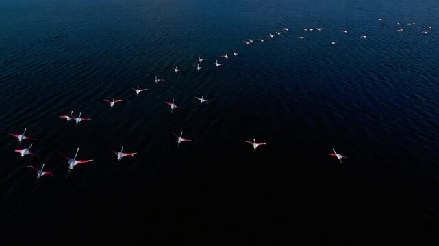 A flock of flamingos flies over the dark blue waters of lake natron