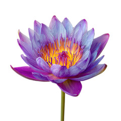 Obraz premium Single purple flower with a yellow center