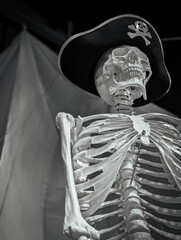 a pirate skeleton up to the waist, wearing a classic pirate hat with skull and crossbones