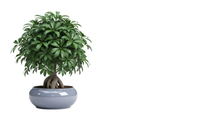 Lush Green Schefflera Arboricola Bonsai Tree in a Modern Gray Pot