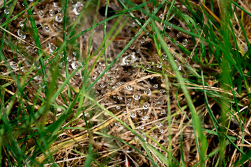 n the yellow-green grass, a spider has spun a web, and raindrops are clinging to it.