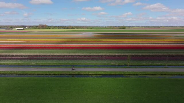 Aerial view of cyclists riding through blooming tulip fields in the Netherlands
