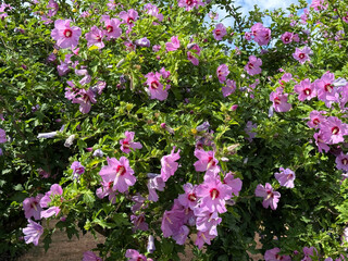 Fototapeta premium Hibiscus shrub pink flowers in garden.