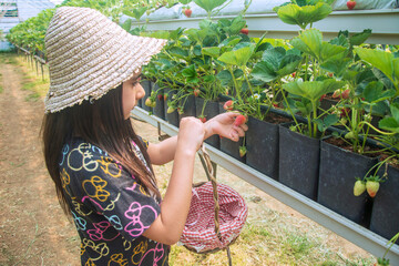 Elementary school girl picks strawberries in a basket in a strawberry greenhouse