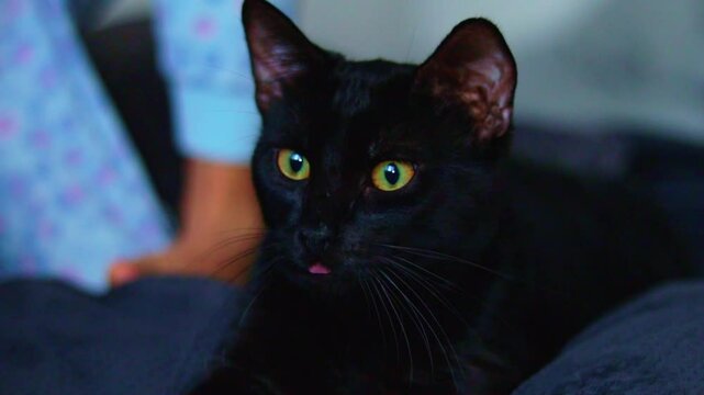 Black cat intensely watching a bird with unblinking focus, capturing a moment of instinctual concentration and silent tension in a natural indoor scene