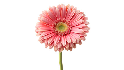 A delicate pink gerbera daisy flower with soft petals, presented in isolation against a transparent...