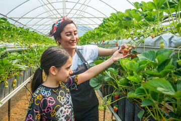 Young entrepreneur farmer woman shows strawberries to primary school girl in strawberry greenhouse