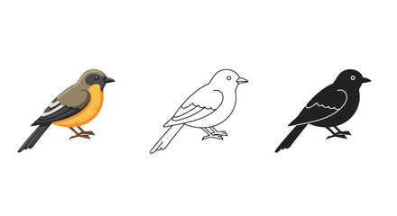 Three bird illustrations colored line art and silhouette on white background