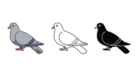Pigeon Bird Illustrations Line Art and Color Variations