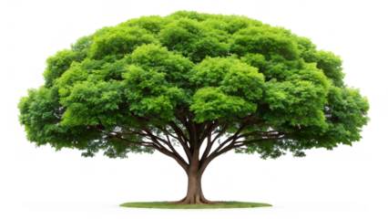 A large, lush green tree with a full canopy of leaves, isolated on white isolated on transparent background