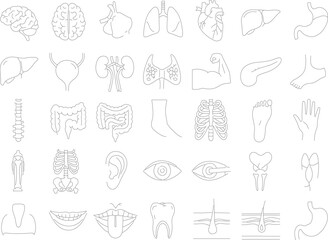 Medical Body Diagram Pack: Organs, Bones & Systems in Line Art Style | EPS + PNG