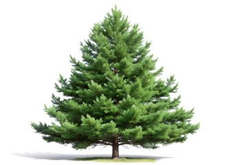 Obraz premium A healthy green pine tree with many branches, isolated on a clean transparent background