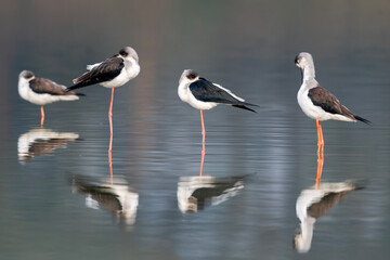 Black-winged stilt