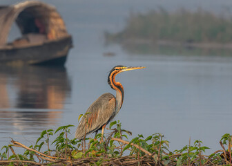 Purple Heron