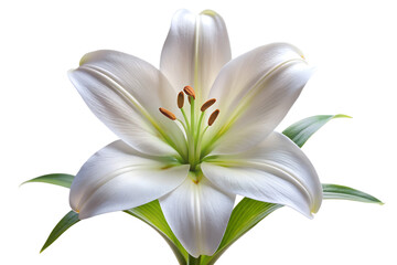 Naklejka premium A beautiful white lily flower with delicate petals and green leaves, isolated on a transparent background