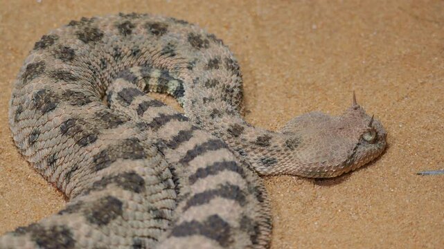 Horned viper coiled on desert sand, its camouflaged scales blending with the terrain
