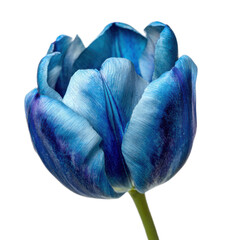 Single blue flower with a green stem