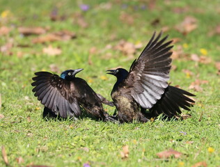 Angry Birds Grackles Fighting in the Grass