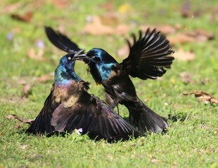 Angry Birds Grackles Fighting in the Grass