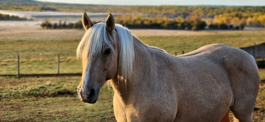 Obraz premium horse in the field