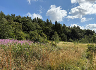 Vibrant wildflowers and tall grasses flourish beneath bright clouds in a lush Yorkshire landscape, pink blooms add charm to the rural scene in, Shipley, Bradford, UK
