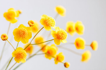 Boutons d'or jaune