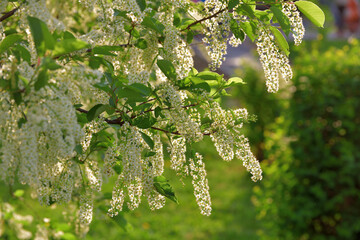 Beautiful branch of blooming bird cherry in backlight