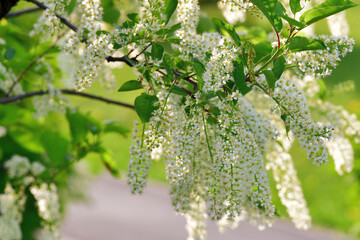 Beautiful branch of blooming bird cherry in backlight