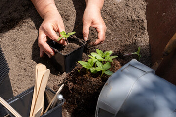 Close-up of a woman planting young sunflowers by hand in dark soil