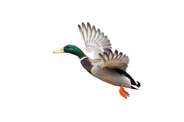 flying mallard isolated on white background