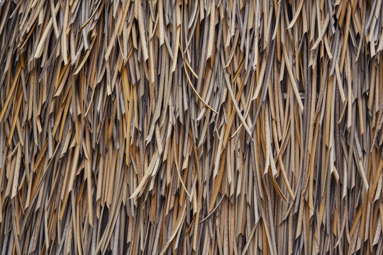 Here is a closeup photograph showing a thatched roof made entirely of straw