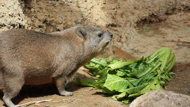 Rock hyrax eating vegetation on a rocky outcrop under natural daylight in its native habitat