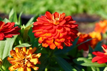 red dahlia flower