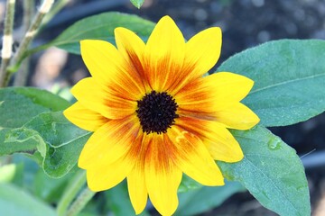 sunflower in the garden