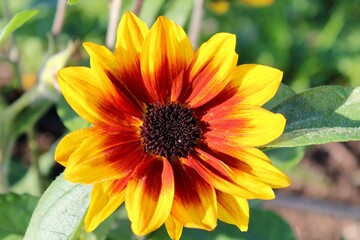 yellow sunflower in the garden
