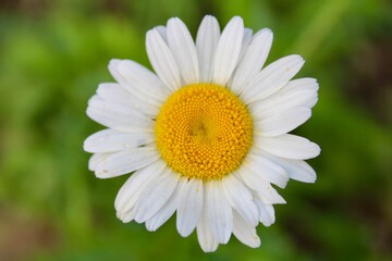 white daisy flower