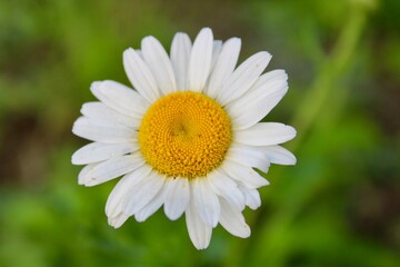 daisy flower closeup