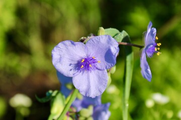 forget me not flower
