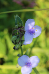 Blue flower 