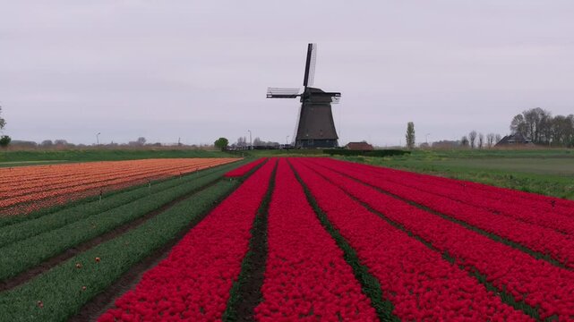 Aerial view of colorful farmland and historic Obdammermolen mill, Netherlands
