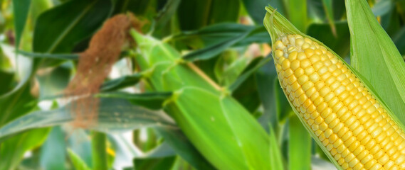 Yellow Ripe sweet corn cob on the field background, for harvest in agricultural cultivated corn...