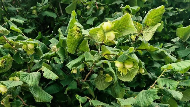 Corylus avellana or Hazel fruits on the tree. Green hazel nuts.