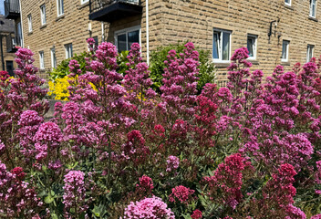 Pink flowers bloom abundantly in front of a building, creating a lively contrast with the stone facade. The sunny day enhances the colors of both the flowers and the building in, Shipley, Bradford, UK