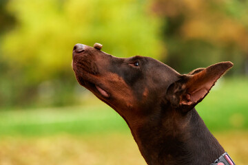 Doberman Balancing Treat On Nose Outdoors With Green Background