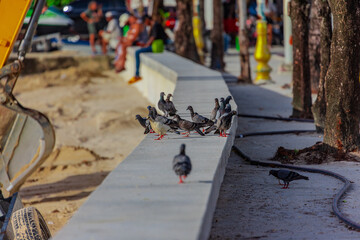 Pigeon Bird ion Patong Beach on beautiful island of Phuket Thailand