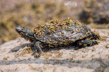 Small turtle walking slowly on a rock, showcasing a shell adorned with algae and duckweed, blending harmoniously with the natural environment