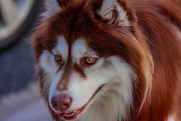 gorgeous brown husky dog on Patong beach the beautiful island in Phuket Thailand