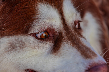 gorgeous brown husky dog on Patong beach the beautiful island in Phuket Thailand